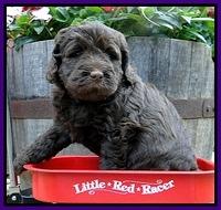 Dargus pups 5 wks old 27