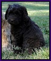 Dargus pups 6 wks old 23