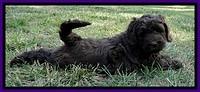 Dargus pups 6 wks old 24