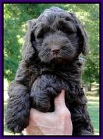 Dargus pups 6 wks old 34
