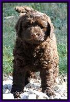 Dargus pups 6.5 wks old 31