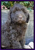 Dargus pups 6.5 wks old 32