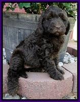 Dargus pups 6.5 wks old 33
