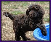 Dargus pups 7.5 wks 5