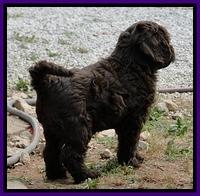 Dargus pups 7.5 wks old 4