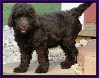 Dargus pups 8 wks old 51