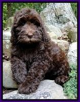 Dargus pups 9 wks old 1