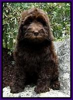 Dargus pups 9 wks old 2