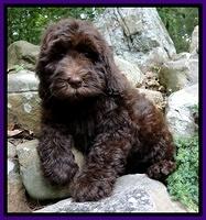 Dargus pups 9 wks old 3