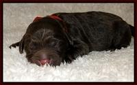 DArgus pups 1 day old 14