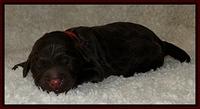 Dargus pups 1 day old 13