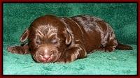 Dargus pups 1 wk old 14