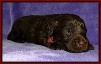 Dargus pups 2 wks old 16