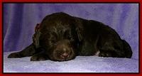 Dargus pups 2 wks old 18