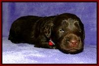 Dargus pups 2 wks old 19