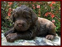 Dargus pups 3 wks old 15