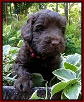 Dargus pups 4 wks old 16