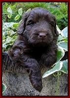 Dargus pups 4 wks old 17
