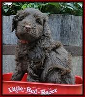 Dargus pups 5 wks old 3