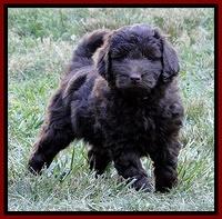 Dargus pups 6.5 wks old 1
