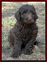 Dargus pups 6.5 wks old 30