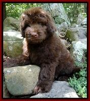 Dargus pups 8 wks old 26