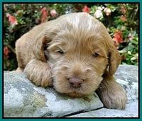 Dargus pups 3 wks old 23
