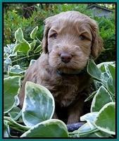 Dargus pups 4 wks old 27