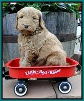 Dargus pups 5 wks old 12