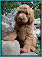 Dargus pups 8 wks old 32 (2)