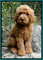 Dargus pups 8wks old 30