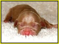 Dargus pups 1 day old 16