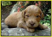 Dargus pups 3 wks old 16