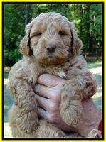 Dargus pups 6 wks old 27