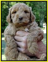 Dargus pups 6 wks old 28