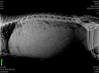Delta Roka preg xray