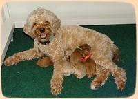 Delta Roka newborn pups 115