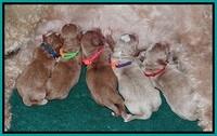 Delta Roka newborn pups 1215