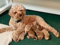 Delta Roka pups 1 wk old 1625