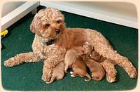 Delta Roka pups 1 wk old 1725