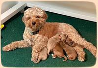 Delta Roka pups 1 wk old 1825