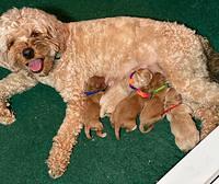 Delta with pups