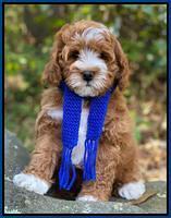 Dagostino family: "Romeo" 8 week weight: 6 lb 8 oz