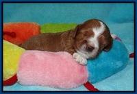 Delta Roka pups 2 wks old 220