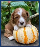 Delta Roka pups 3 wks old 11