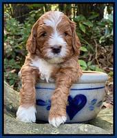 Delta Roka pups 4 wks old 41