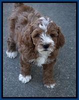 Delta Roka pups 7 wks old 41