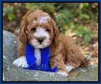 Delta Roka pups 8 wks old 71