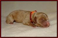 Delta Roka newborn pups 615