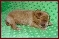 Delta Roka pups 1 wk old 61